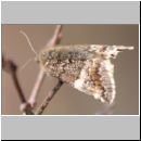 Archiearis notha - Mittleres Jungfernkind 01.jpg